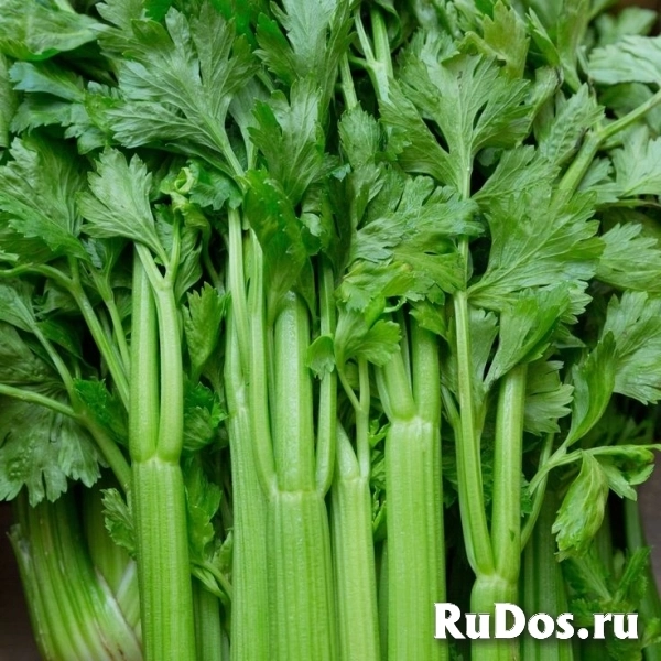 Поставка овощей и фруктов из Ирана изображение 3