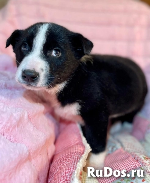 Чудесный щенок Кэп в самые добрые руки! изображение 5