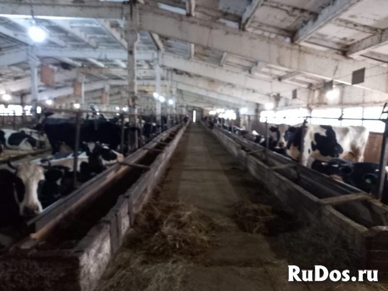 Продажа фермерского хозяйства фотка