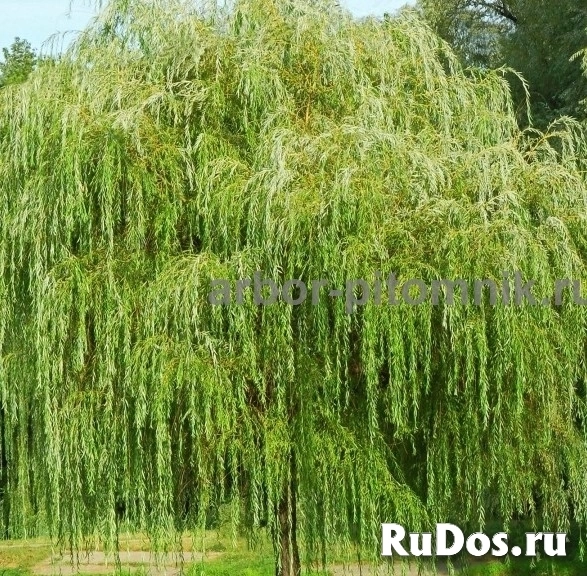 , купить растения изображение 8