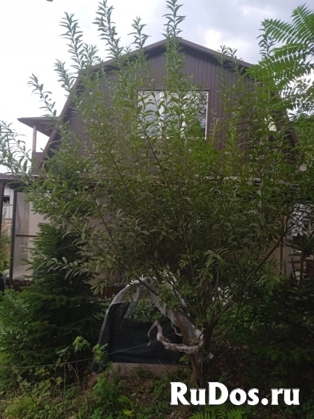 Продам изображение 9