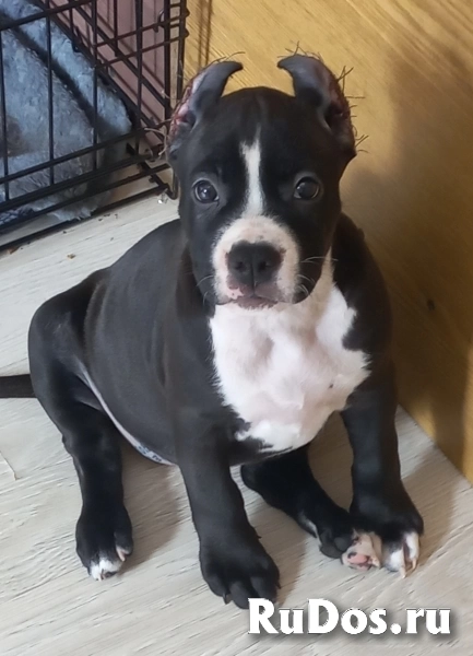 Черная малышка Амстаффтерьера  бронь изображение 4