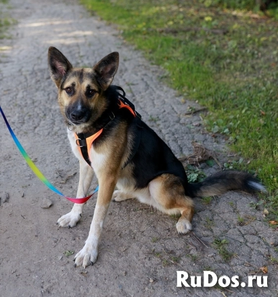 Тоффи самая ласковая собака в мире! фотка