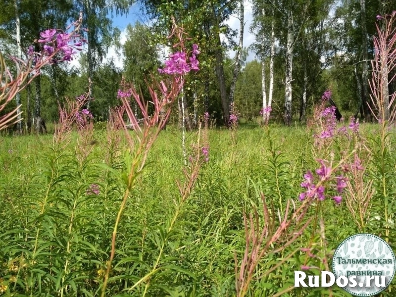 Чай Иван-чай из диких мест Алтайского края изображение 10