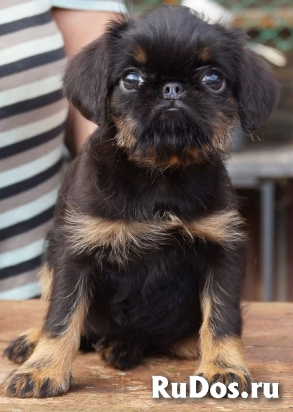 Щенки Бельгийский гриффон и Пти брабансон изображение 7