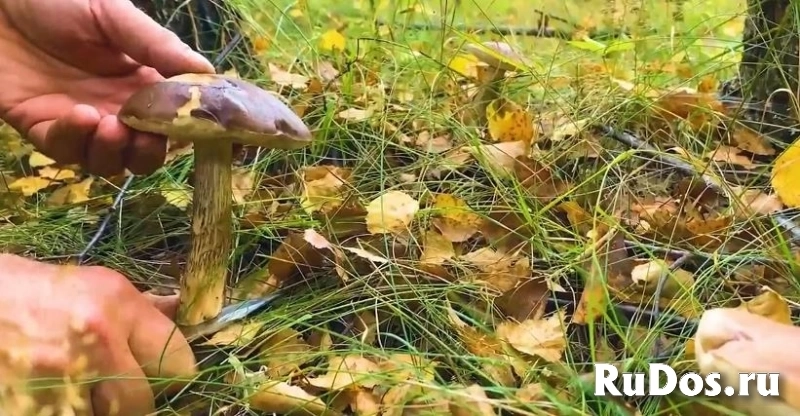 Продам участок 130 сот. изображение 6