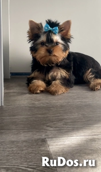 Щенки йоркширского терьера изображение 6