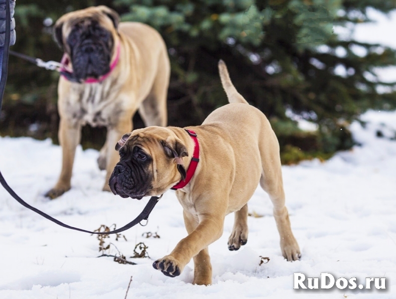 щенки бульмастифа изображение 5