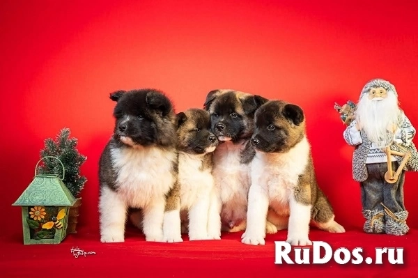 Американская акита изображение 10