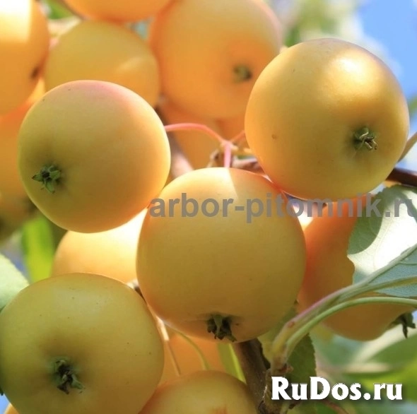Саженцы яблони из питомника, с доставкой и посадкой по низкой цене изображение 12