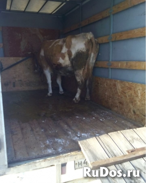 Перевозка с/х и домашних животных фото