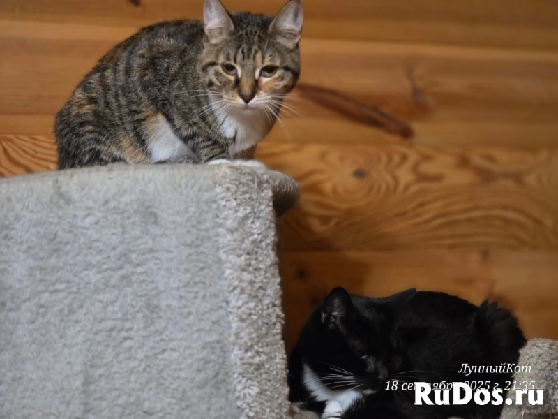 Триша Москва изображение 4