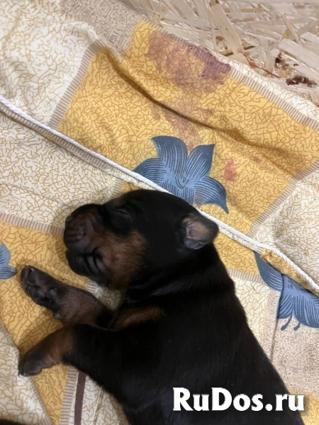 Щенки Добермана от титулованной пары изображение 5