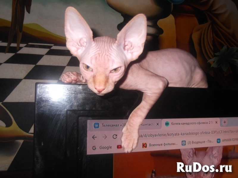 Котята канадского сфинкса изображение 4