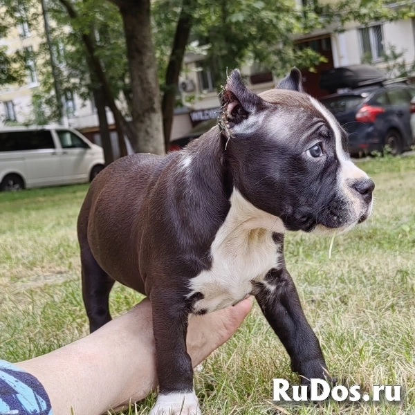 Шикарный черный кобель Амстаффтерьера ркф изображение 4