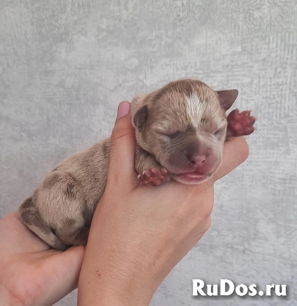 Раннее бронирование щенков Амбулли редкого окраса изображение 4