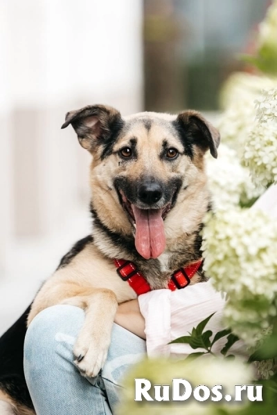 Дэнди ждёт своего человека. Москва, МО фото