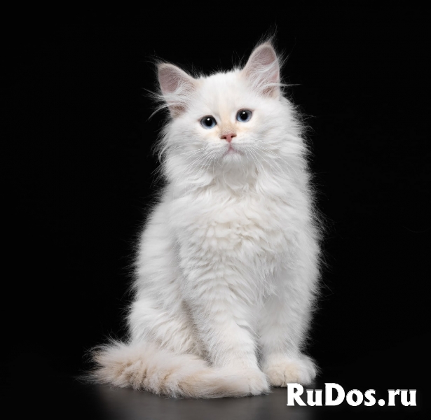 Невская маскарадная кошка (котята) изображение 7