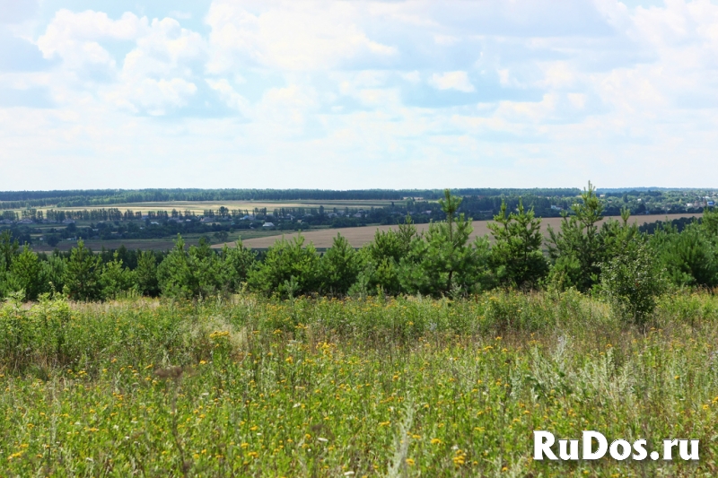 Земля в лесу у реки Дон под коттедхную застройку и базу отдыха изображение 5