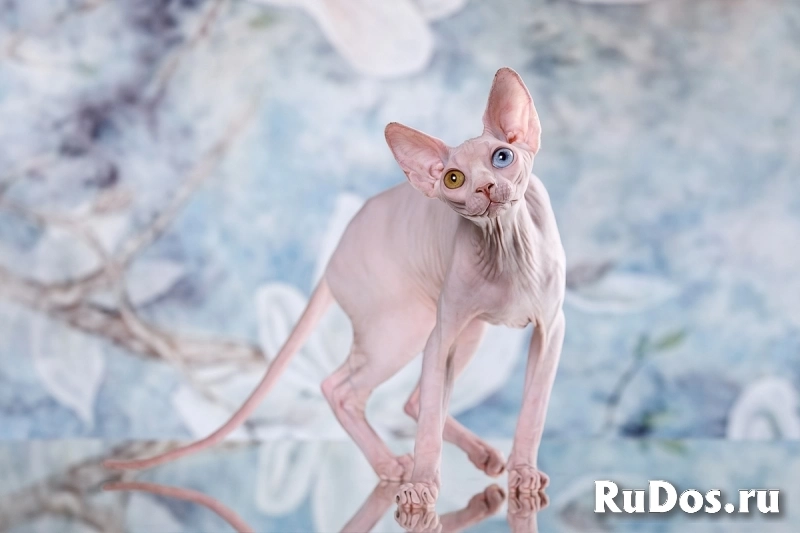 Нежность- Эльф, бамбино, Двэльф или сфинкс. фотка