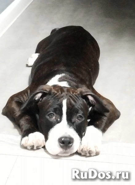 Шикарные щенки Амстаффа ркф изображение 5