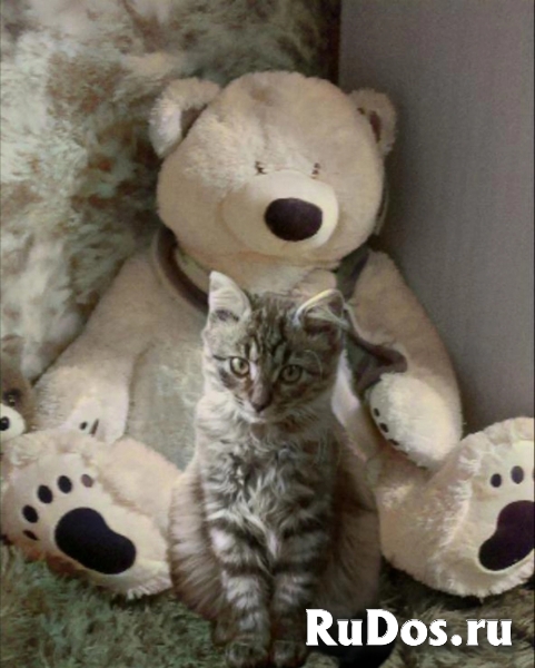 сибирский котенок метис в дар изображение 3