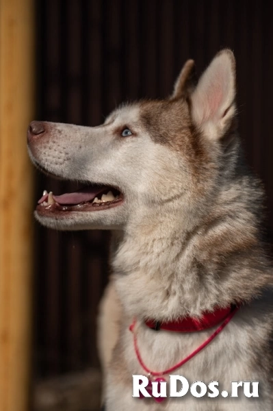 Хаски Бри ждёт свою семью изображение 5