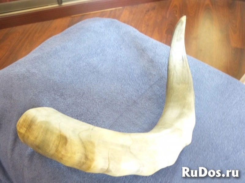 Парные рога буйвола изображение 3