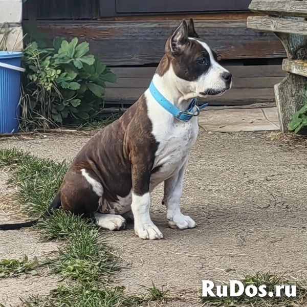 Красивая девочка Амстаффтерьера ркф изображение 6