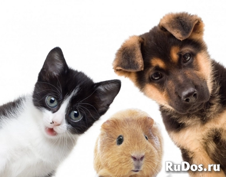 Фасовщица корма в г. Ефремов. Проживание + обед фото