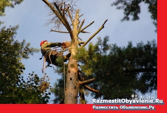 Спил деревьев,кустарников,веток,распилка изображение 3