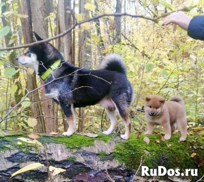Сиба ину щенок мальчик здоровый чистокровный родители чемпионы фото