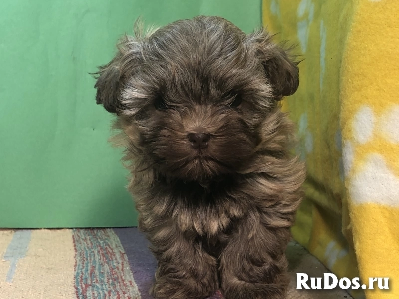 Продаются щенки русской цветной болонки изображение 4