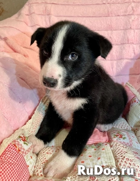 Чудесный щенок Кэп в самые добрые руки! изображение 8