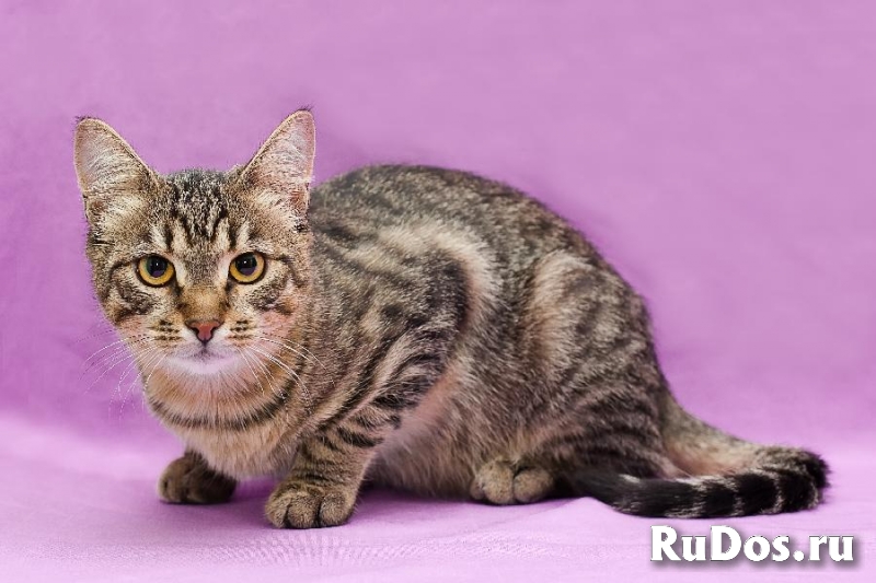 Кот Тишка в добрые ручки! фотка