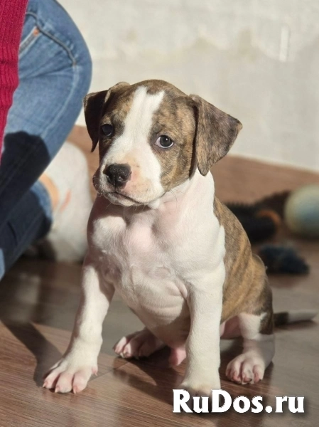 Красивые Щенки Амстаффтерьера ркф изображение 6