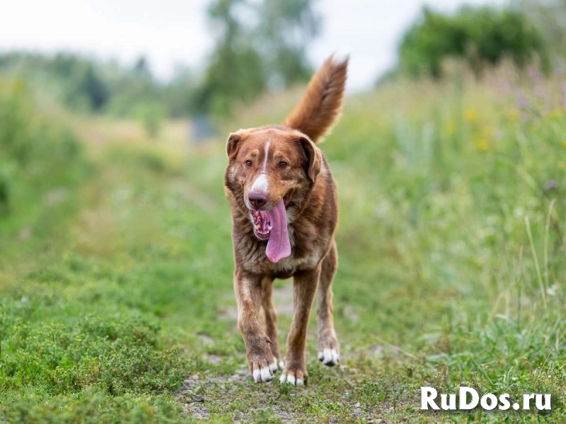 Молодой весёлый Барни в добрые руки! изображение 10