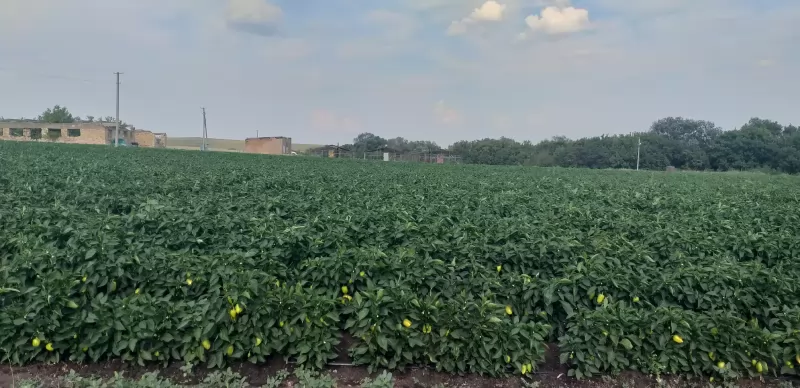 Продается производственная база, 2.5 га изображение 6