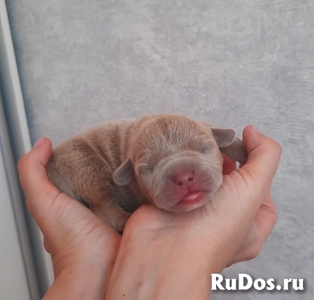 Раннее бронирование щенков Амбулли редкого окраса изображение 9