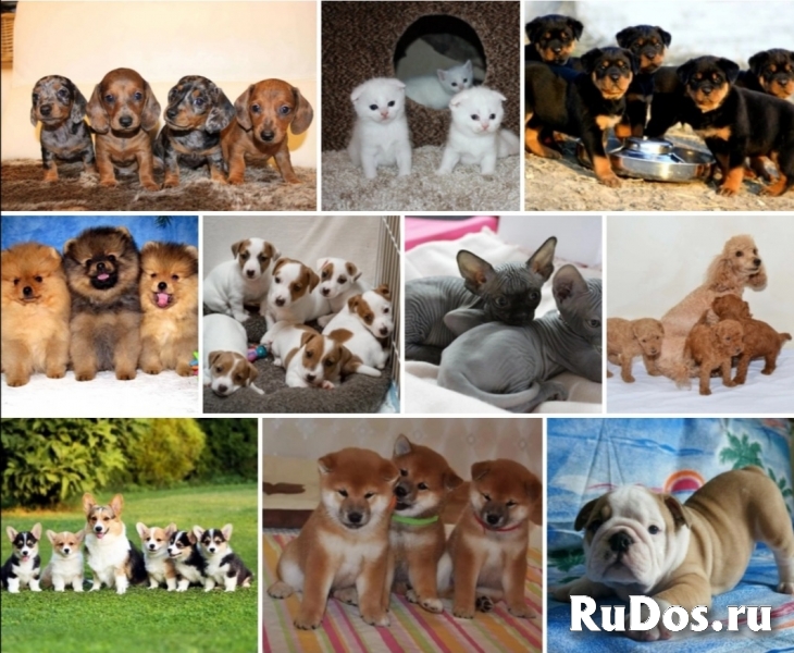 Питомник щенков доставка фото