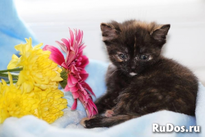 Ищем семью 2-х месячной трёхцветной кошечке. изображение 4