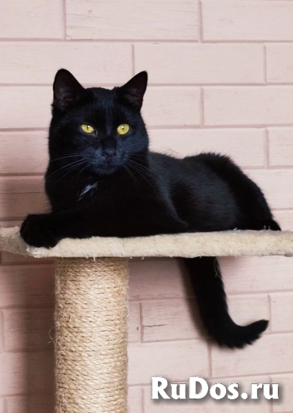 шикарные коты в добрые руки фото