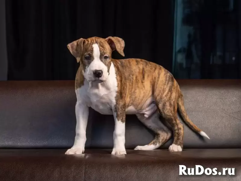 Шикарные тигровые и рыжие щенки Амстаффтерьера ркф фотка