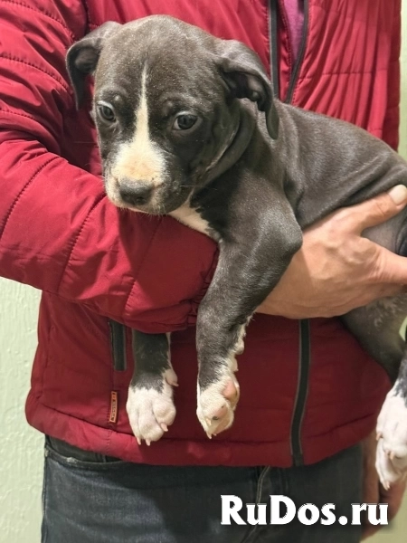 Голубая малышка Амстаффтерьера ркф изображение 5