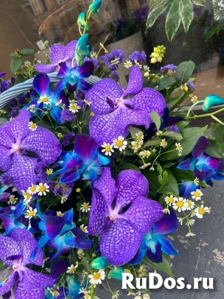 , купить растения фото