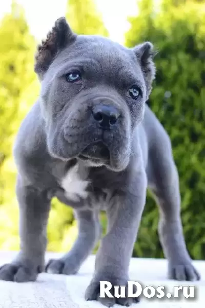 Кане Корсо, самки и самцы изображение 3