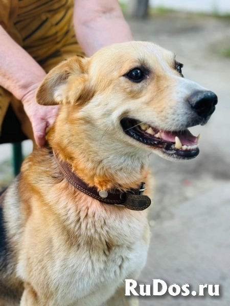 Собака. Мальчик 2 года ищет дом изображение 3