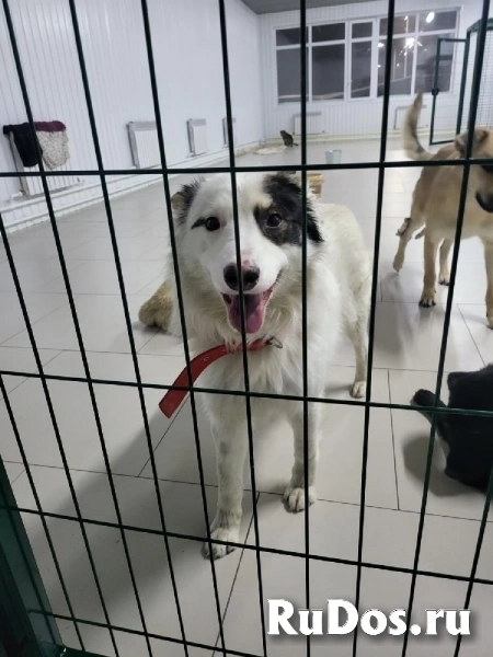 Замечательный мальчик Самсон в добрые руки! изображение 3