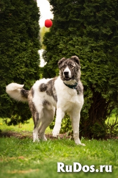 Кавказский волкодав в добрые руки. изображение 7