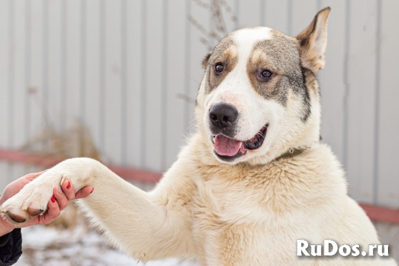 Собака отличный друг фото